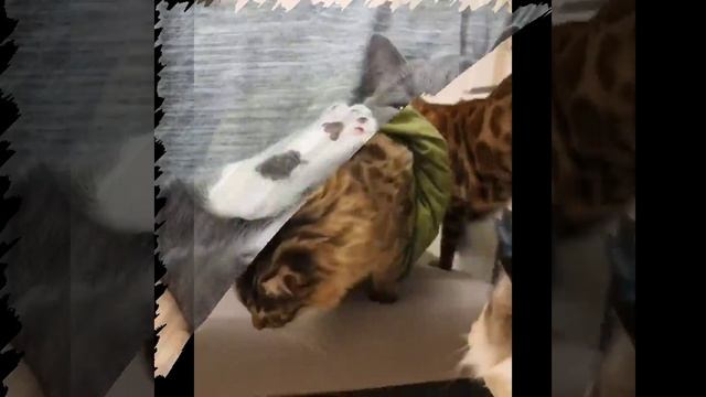 Ваши #ОхужэтиХвостики!