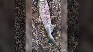 Ловля кеты в речке и в море на воблер 90 мм (25 гр) №18  от Mr. Musurok Lures&Rods 👍😎