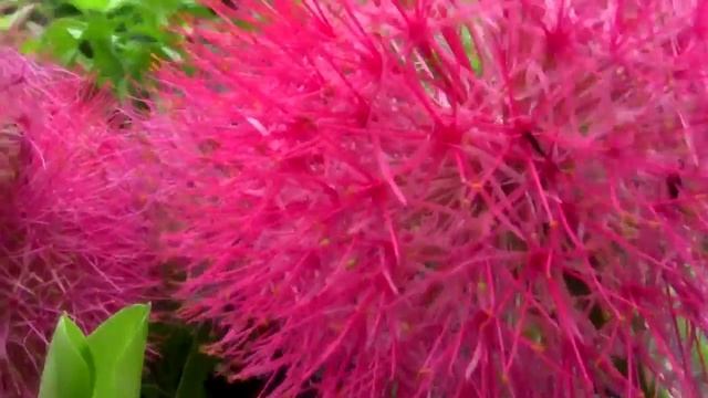 *Blood Lily Bulb* +Scadoxus multiflorus+Haemanthus multiflorus+ смотреть онлайн