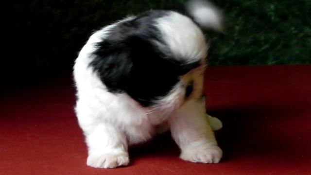 ДЕВОЧКА ШИ - ТЦУ смотреть онлайн