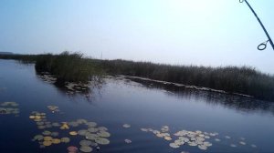 Рыбалка. Щука-травянка. Ловля щуки на лягушку