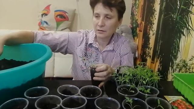 Пикировка томата чери.