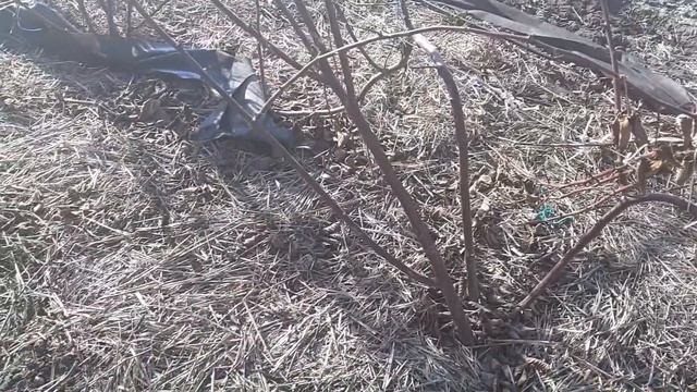 Как бороться с сорняками на малине и ежевике