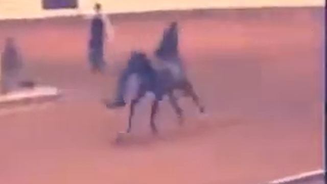 Самый красивый конь в мире скорее смотрите✨✨ смотреть онлайн