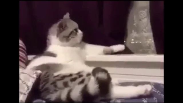 О Чем Думают Коты?Кот Философ?| Кот размышляет о жизни (озвучка)?#25