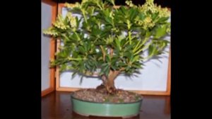 Andromeda (Pieris) Bonsai Tree