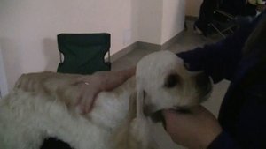 Американский кокер спаниель Катрин