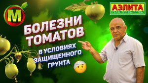 Уход за Томатами, Болезни Томатов в Условиях Защищённого Грунта