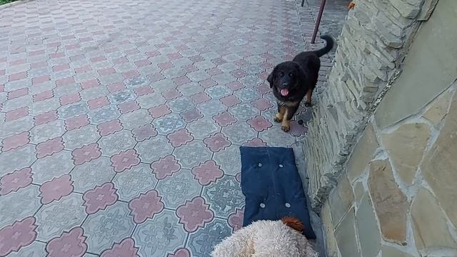 Идем в гости к другу или Как выглядит щенок тибетского мастифа в 4 месяца. смотреть онлайн