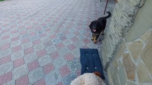 Идем в гости к другу или Как выглядит щенок тибетского мастифа в 4 месяца.