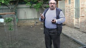 Как давать кормовые дрожжи голубям ?