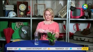 Как оставить цветы в квартире, чтобы они не засохли