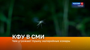 Чем угрожают Крыму малярийные комары