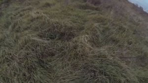 Охота с сайгой 12к на фазана