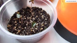 КАК правильно ПОСЕЯТЬ ЦИКЛАМЕН.