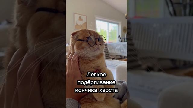 Как понять настроение кошки по хвосту?🐈 #cat #catsfacts