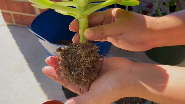 Repotting My Newly Bought Succulents #succulents #howto смотреть онлайн