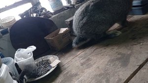 Почему не работает крол. Клетка готова.