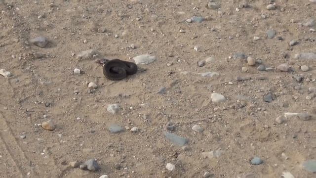 Гадюка Никольского в Подмосковье смотреть онлайн