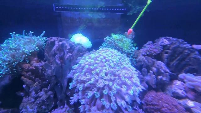 CARA MEMBERI MAKAN CORAL TERUMBU KARANG | DIRECT FEEDING | REEF ENERGY AB+ смотреть онлайн