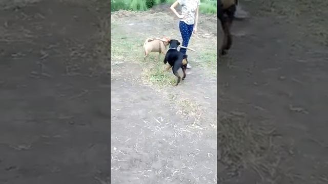 Шарпей против ротвейлера