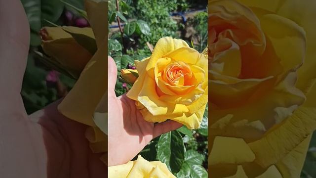 Жёлтая роза Роял Сфинкс 😍 Самая красивая роза из всех жёлтых 🌹