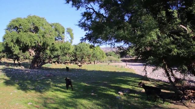 Марокко. Аргановые козы. смотреть онлайн