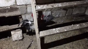 Петушиные бои.