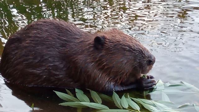 бобёрн в дикой природе смотреть онлайн