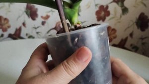 Корни орхидей и снова о КорнеСиле!