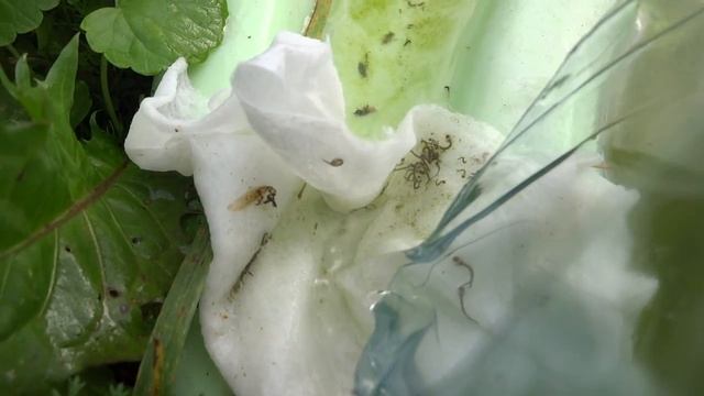 Кормим рыбок_ личинками комаров, мотылем, чертиками. Живой корм. смотреть онлайн