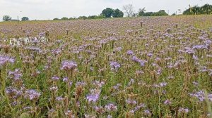 ФАЦЕЛИЯ - сколько времени она реально цвела?