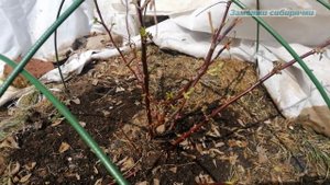 Высадила розы из питомника "Леди Роза" от В. Спириденко