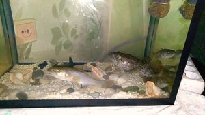 Ротан в аквариуме.