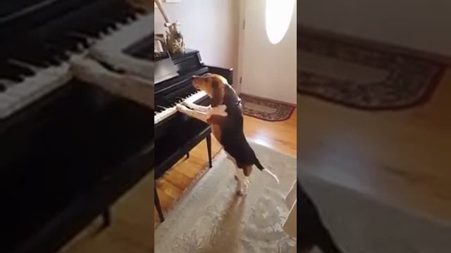 кобель сам играет и поет.
