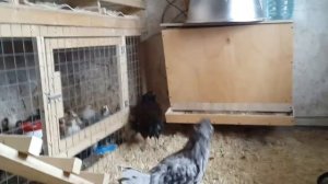 Амераукана - порода кур, несущая голубые яйца