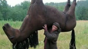 Цыгане выкроли коня. На Украинском