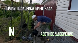 Первая весенняя подкормка винограда | Азотное удобрение