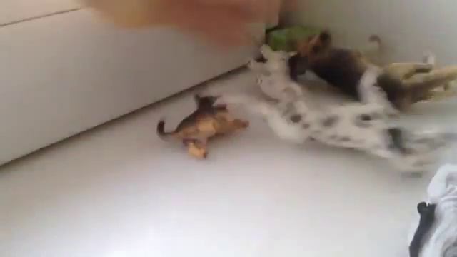 Шляйх:История Любви.