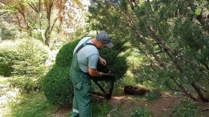 Стрижка можжевельника ниваки