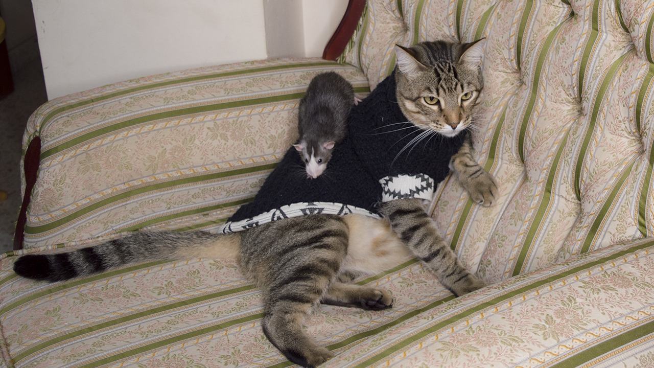 Как живут кот, крыса и воробей в одной квартире смотреть онлайн