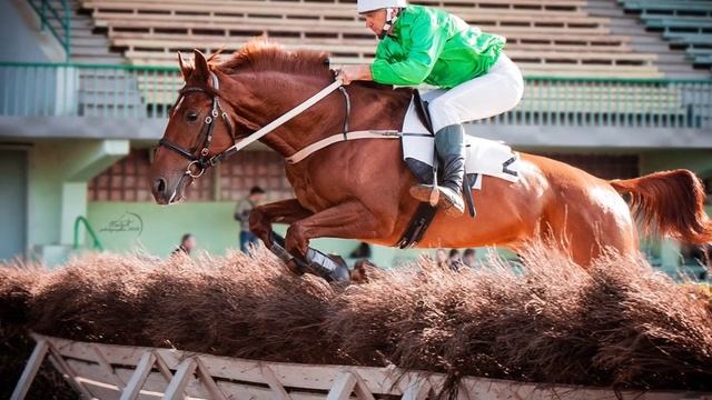 Буденновская порода смотреть онлайн