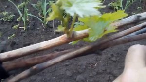 ВИНОГРАД ПОСЛЕ ПОДКОРМКИ КАРБАМИДОМ