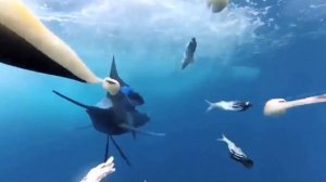 Знакомство с удивительной рыбой “Парусник”