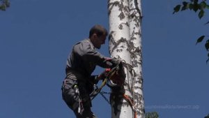 Спил и обрезка деревьев альпинистами.
