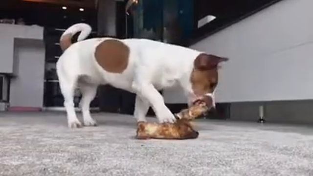 Копыта оленя для собак смотреть онлайн