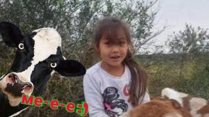 КОРОВА ЕСТ ДЕРЕВЬЯ PATERI GOATS