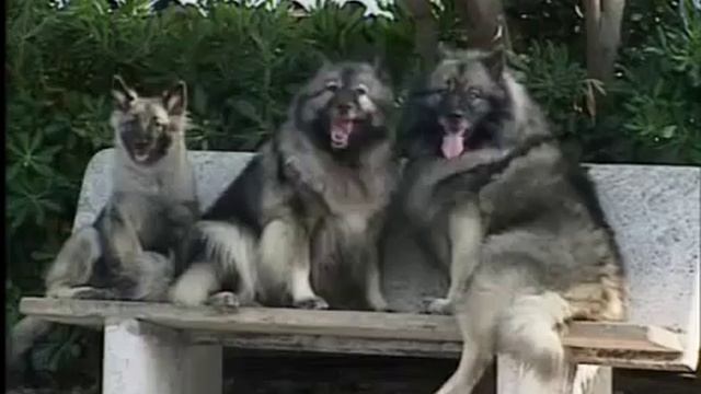 Porody Sobak Doberman(Породы собак. Доберман.)