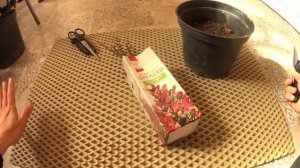 Посадка пиона и барбариса из ФИКС ПРАЙС