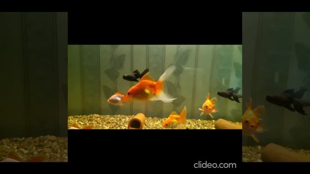 аквариум с золотыми рыбками телескопы посмотрите сами. аквариумистика в ...